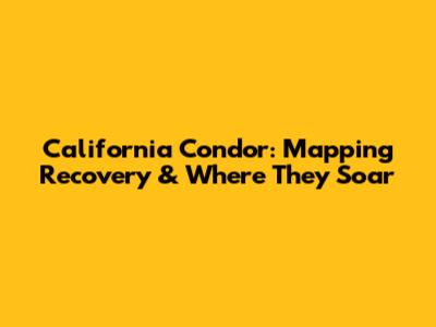 California Condor: Mapping Recovery & Where They Soar