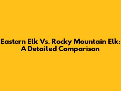 Eastern Elk Vs. Rocky Mountain Elk: A Detailed Comparison
