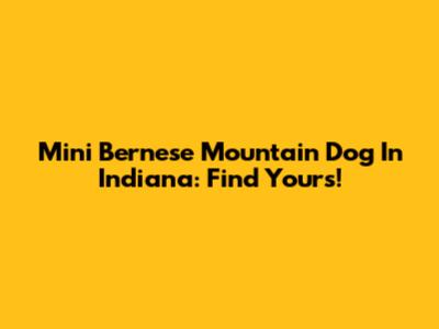 Mini Bernese Mountain Dog In Indiana: Find Yours!